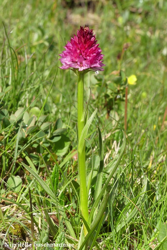 La Nigritella widderi nelle Dolomiti di Brenta.